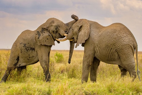 Safari Activities